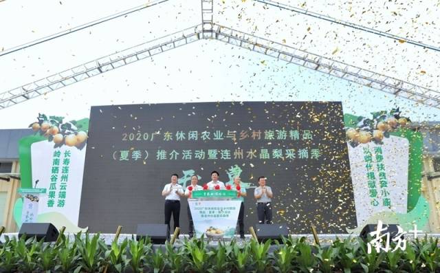 連州水晶梨采摘季正式開啟。梁素雅 攝