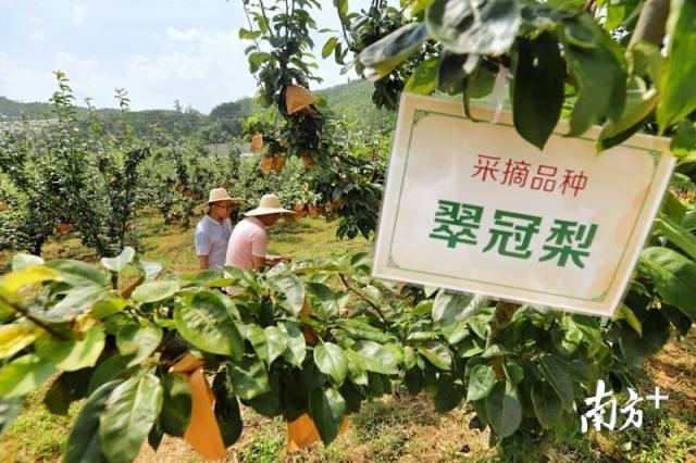 走進果場采摘水晶梨。梁素雅 攝