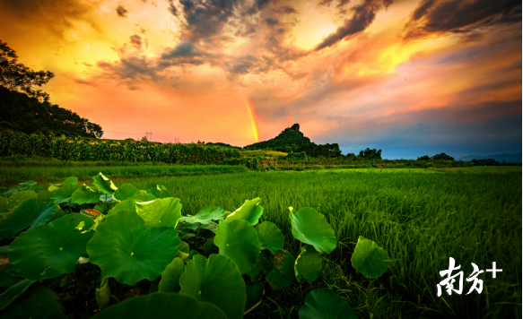 巾峰綠海。成堅強 攝