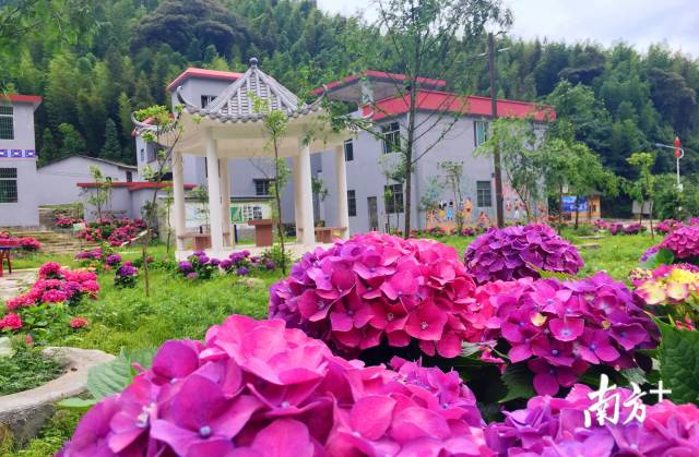 繡球花開。張萍 攝