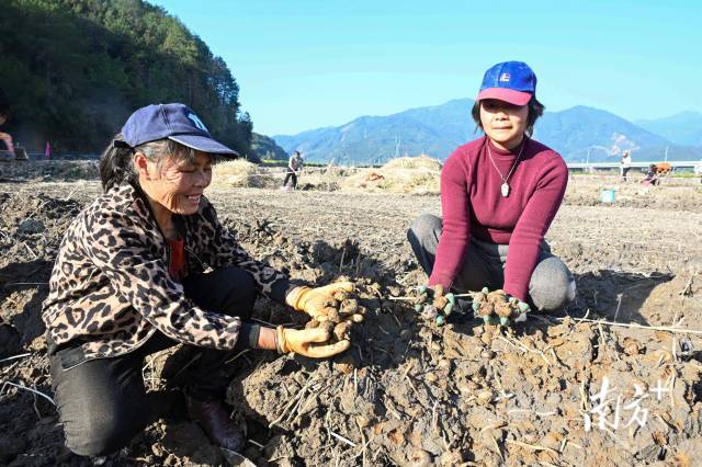 朱崗村水美塘馬蹄種植基地里，村民在采挖馬蹄。張曉欣 攝