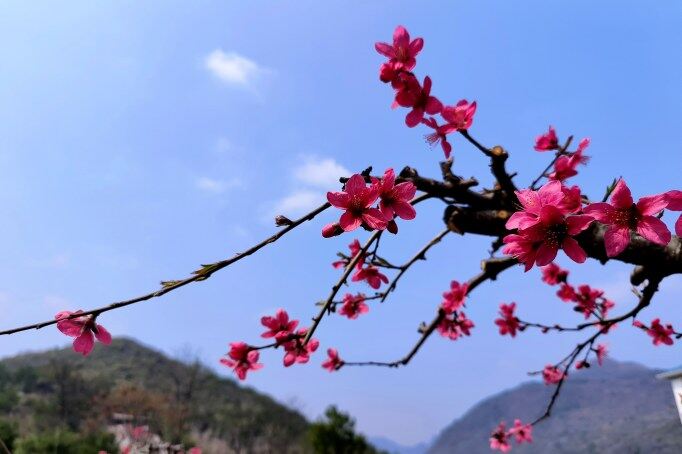 千年古城被一片片粉紅席卷。清遠(yuǎn)日?qǐng)?bào)記者 周璐 攝